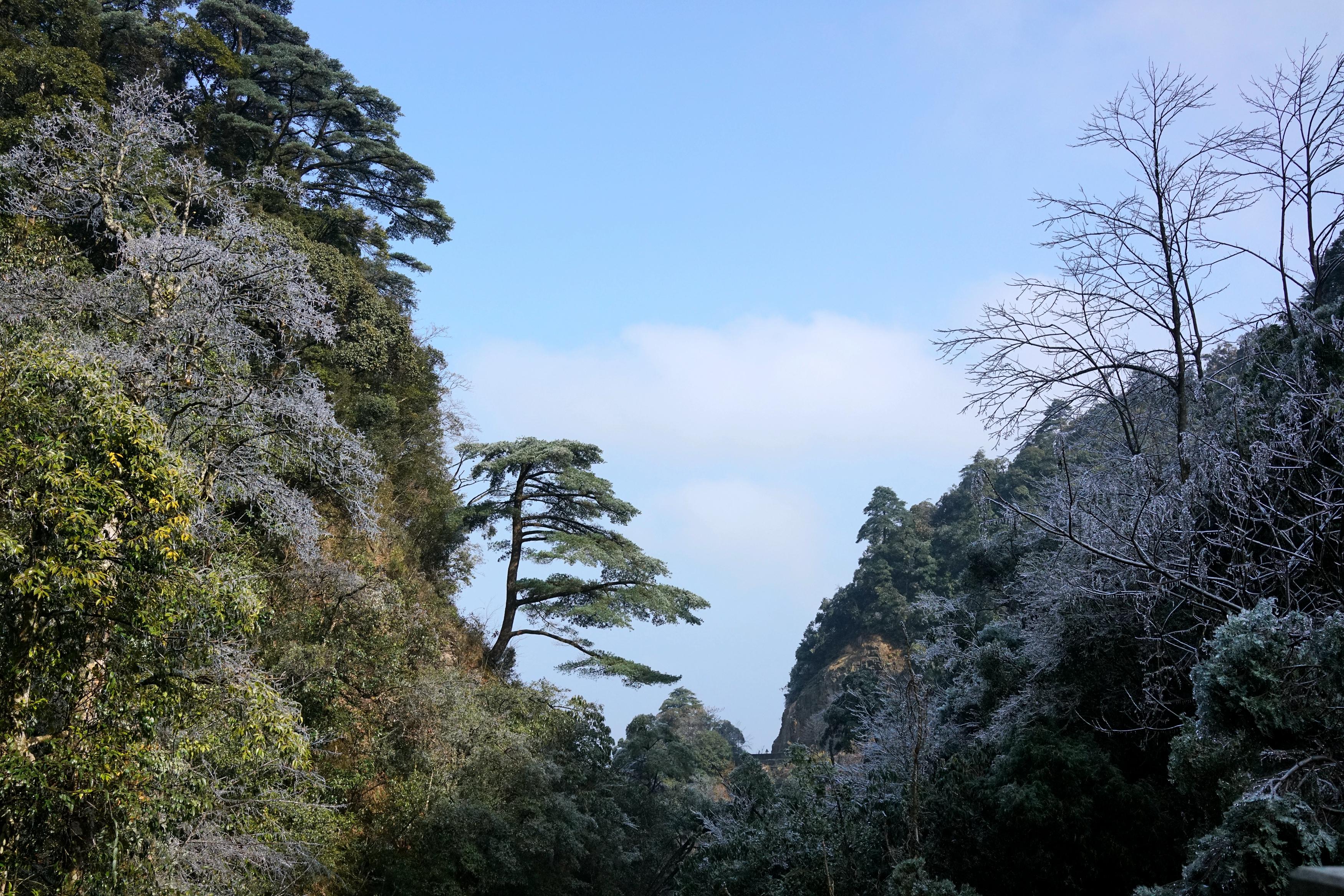 韶關(guān)南嶺森林公園冬日里挺立的迎客松。童銅韶 攝