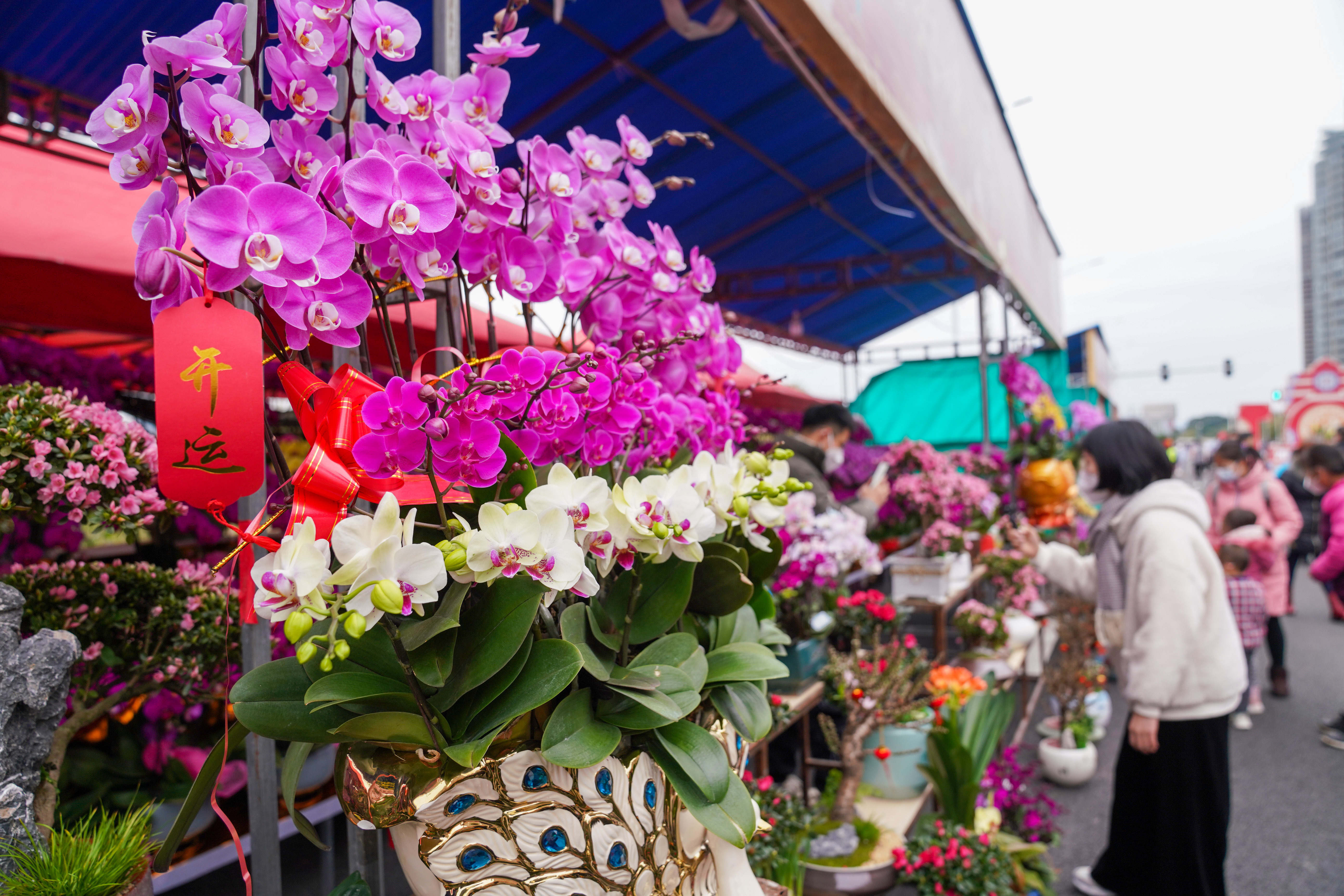 1月16日，清遠市迎春花市正式開市，花市內(nèi)張燈結(jié)彩、百花爭艷。邱煒民 攝