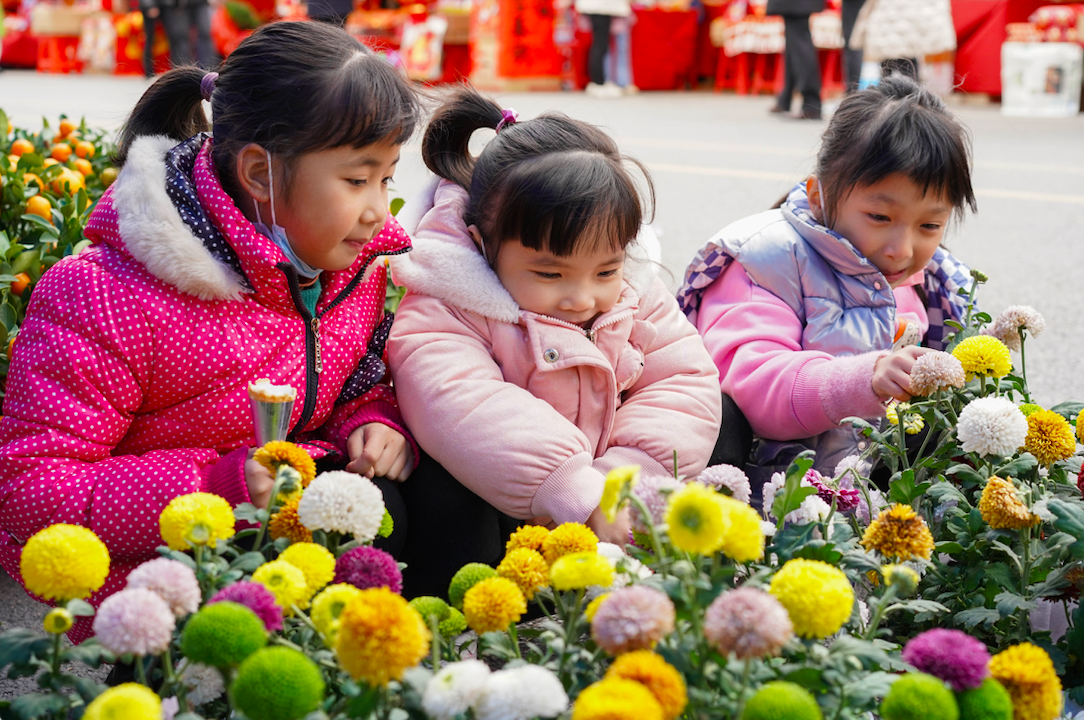 1月16日，云浮市迎春花市迎來銷售旺季，花香四溢，小朋友們正在觀賞乒乓菊。董瓊 攝