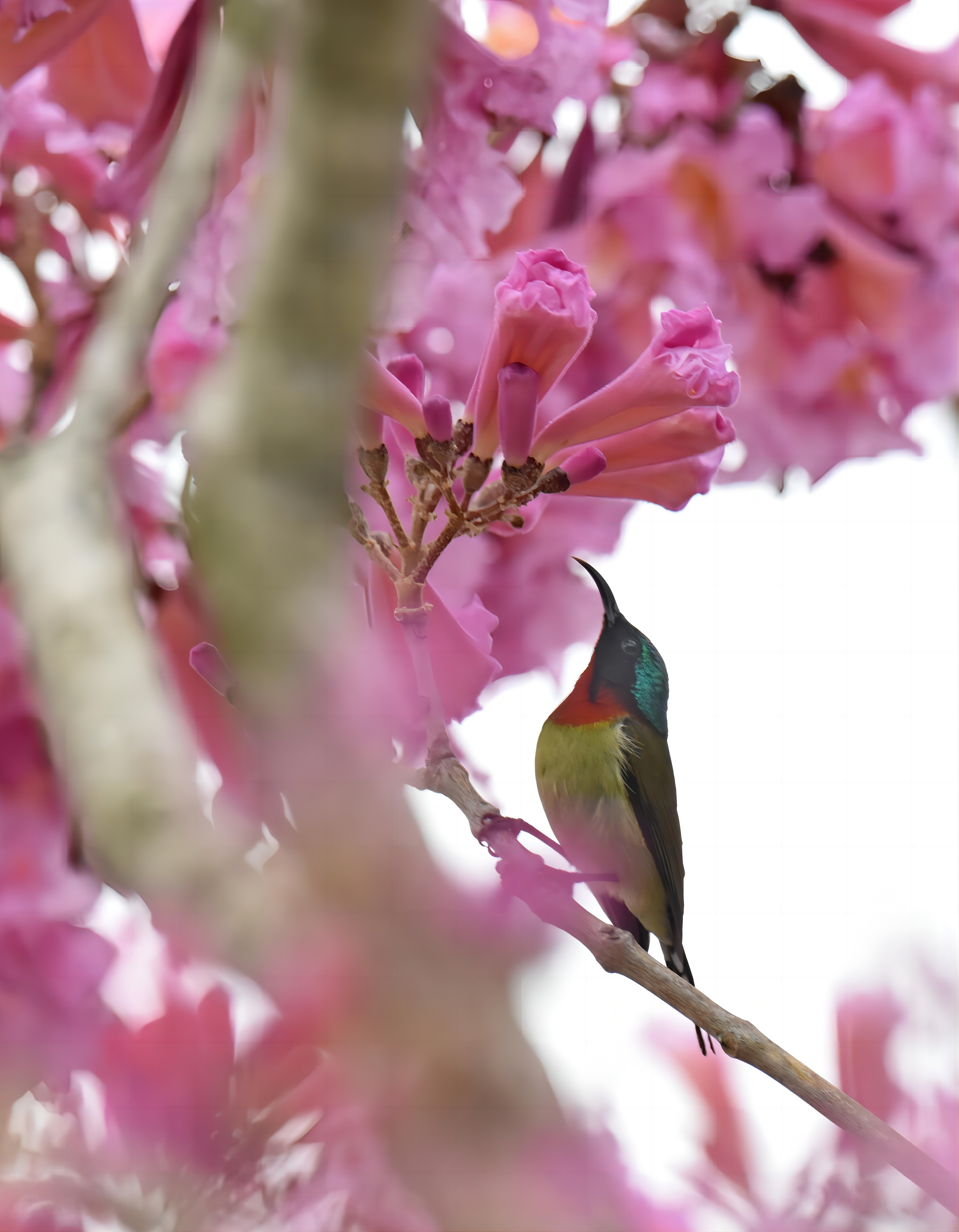 太陽(yáng)鳥(niǎo)在枝頭懸停，靜享春意。陳虹敏 攝