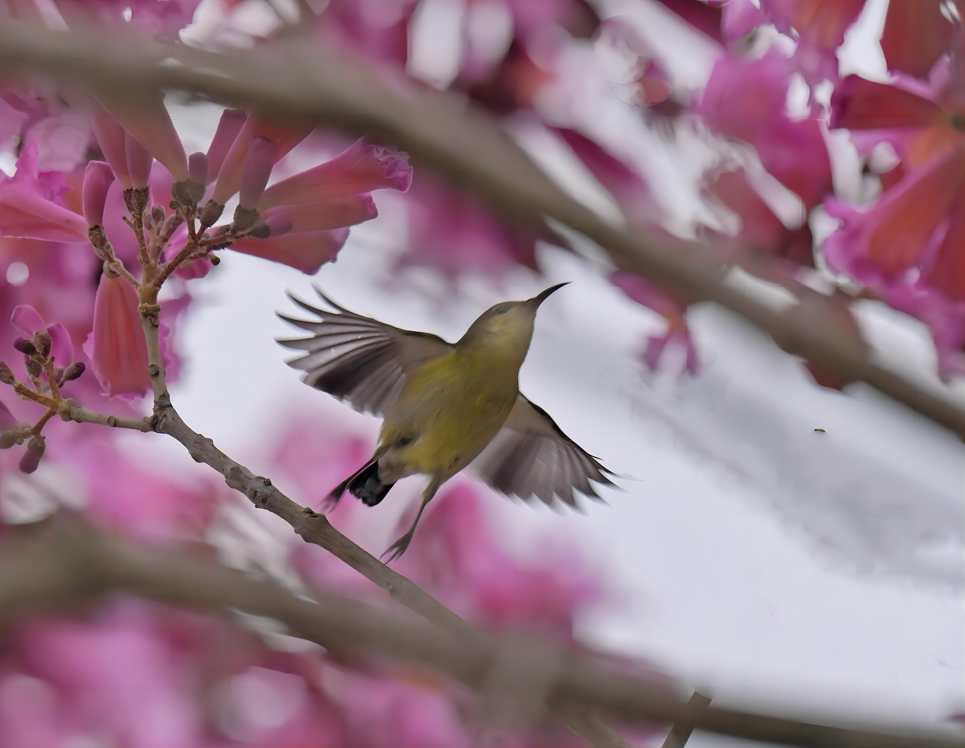 太陽(yáng)鳥(niǎo)展翅飛翔，擁抱春天的到來(lái)。陳虹敏 攝