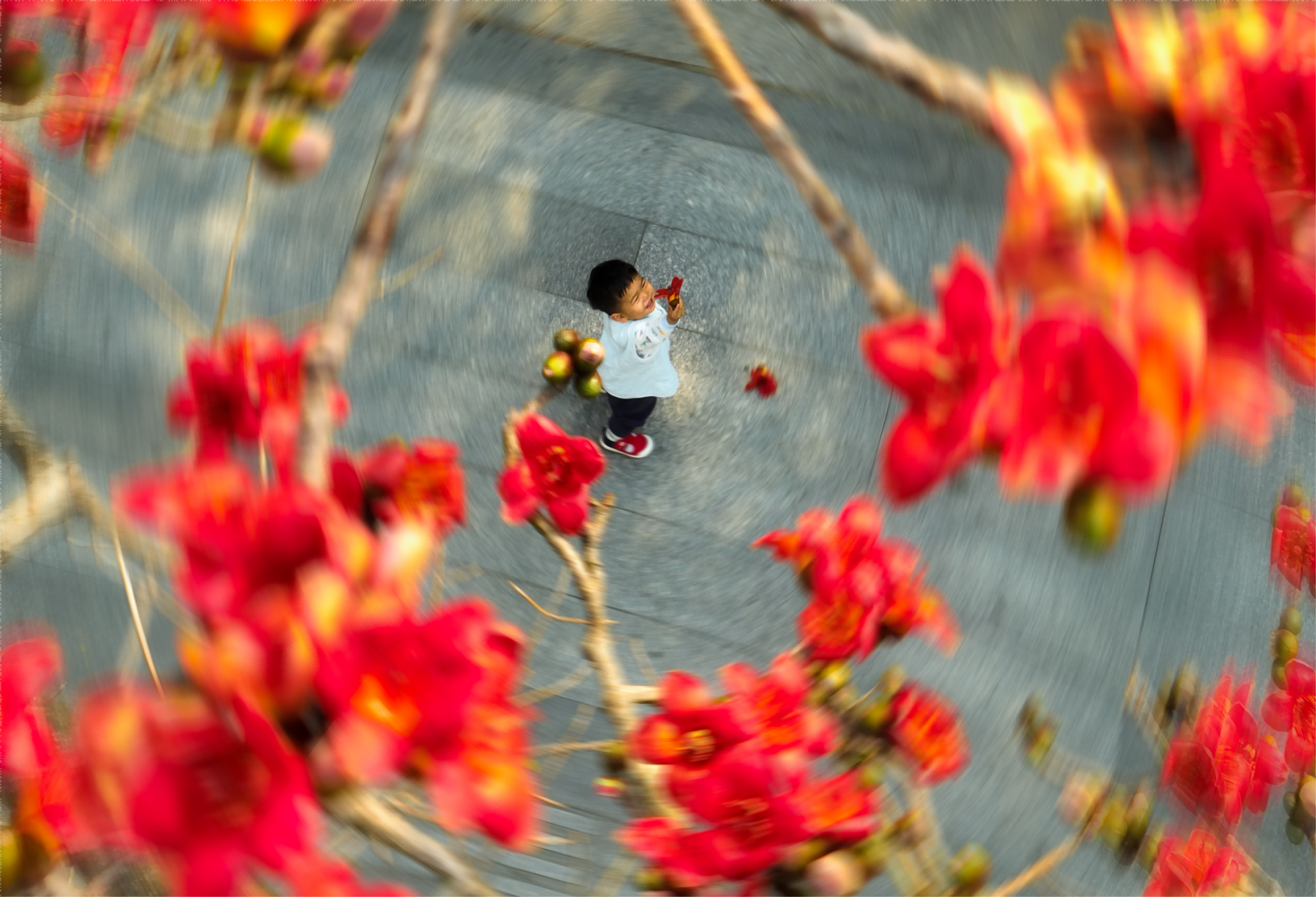 廣州市越秀區(qū)陵園西路木棉樹下，手捧木棉花的小孩隨風(fēng)而舞。鐘涌 攝