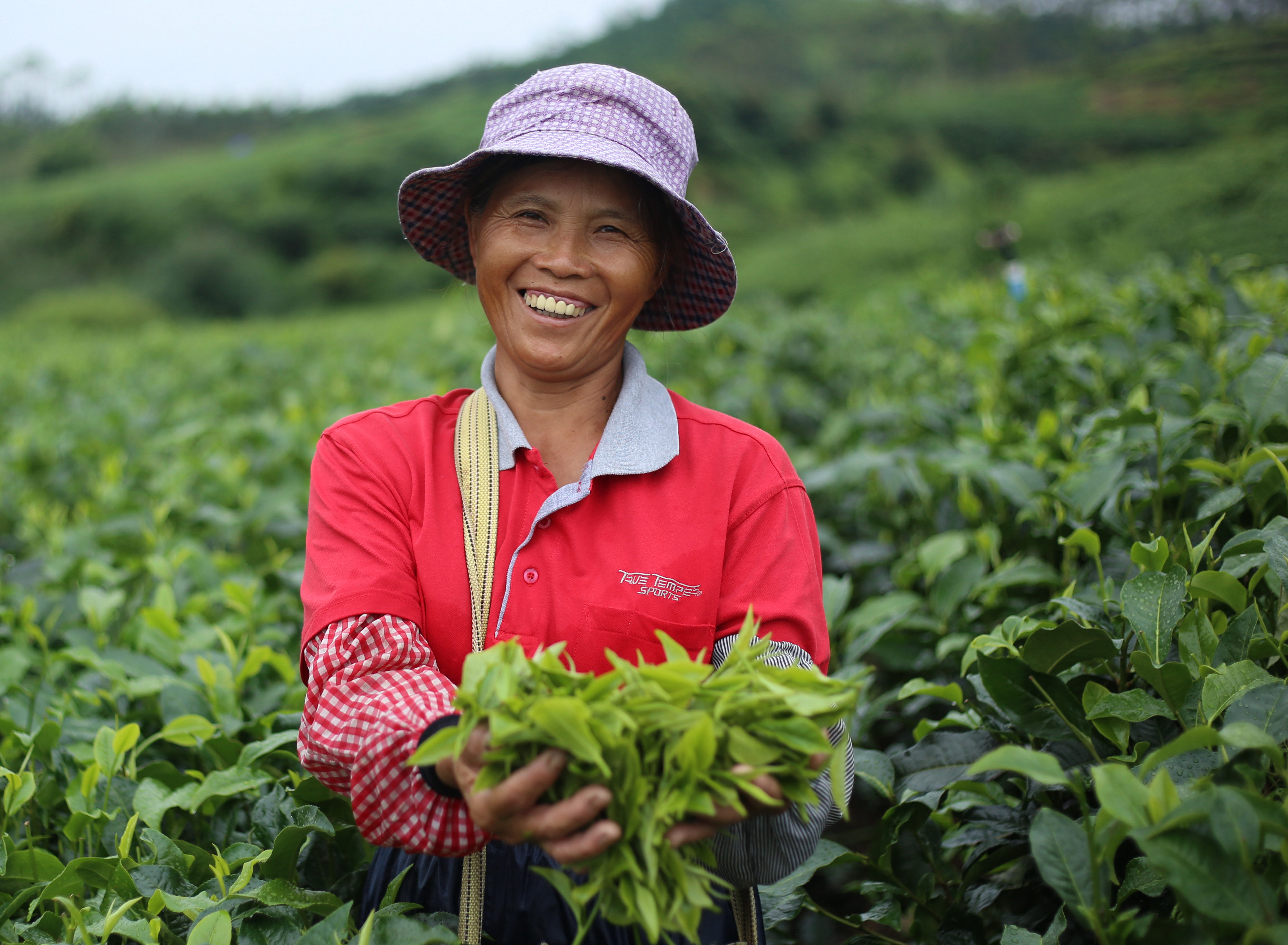 茶農(nóng)采茶。鄒榮 攝