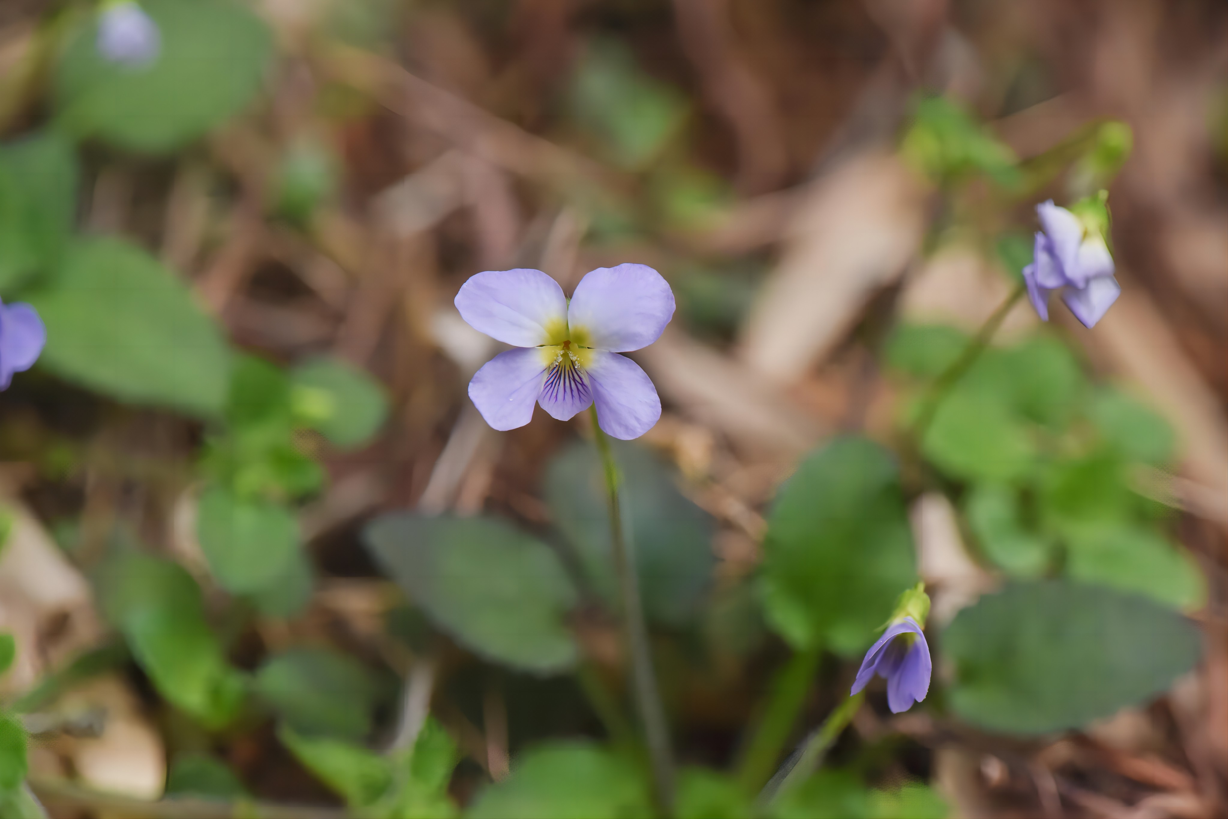 “河源堇菜”屬于極危植物，需要加強(qiáng)對其生境的保護(hù)。廣東紫金白溪省級自然保護(hù)區(qū)供圖