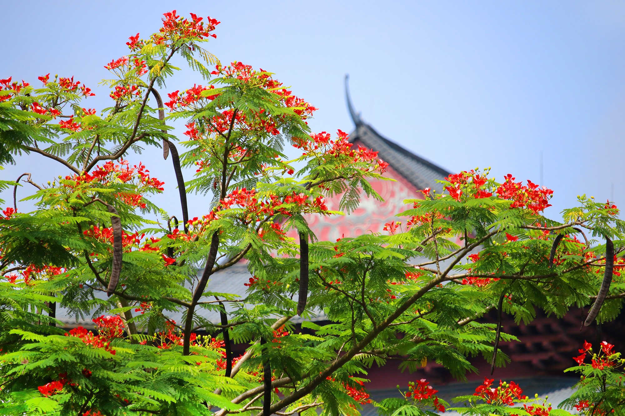 在廣東省佛山市高明區(qū)，鳳凰花綻放，微風(fēng)吹過，香氣撲鼻。曾錦峰 攝