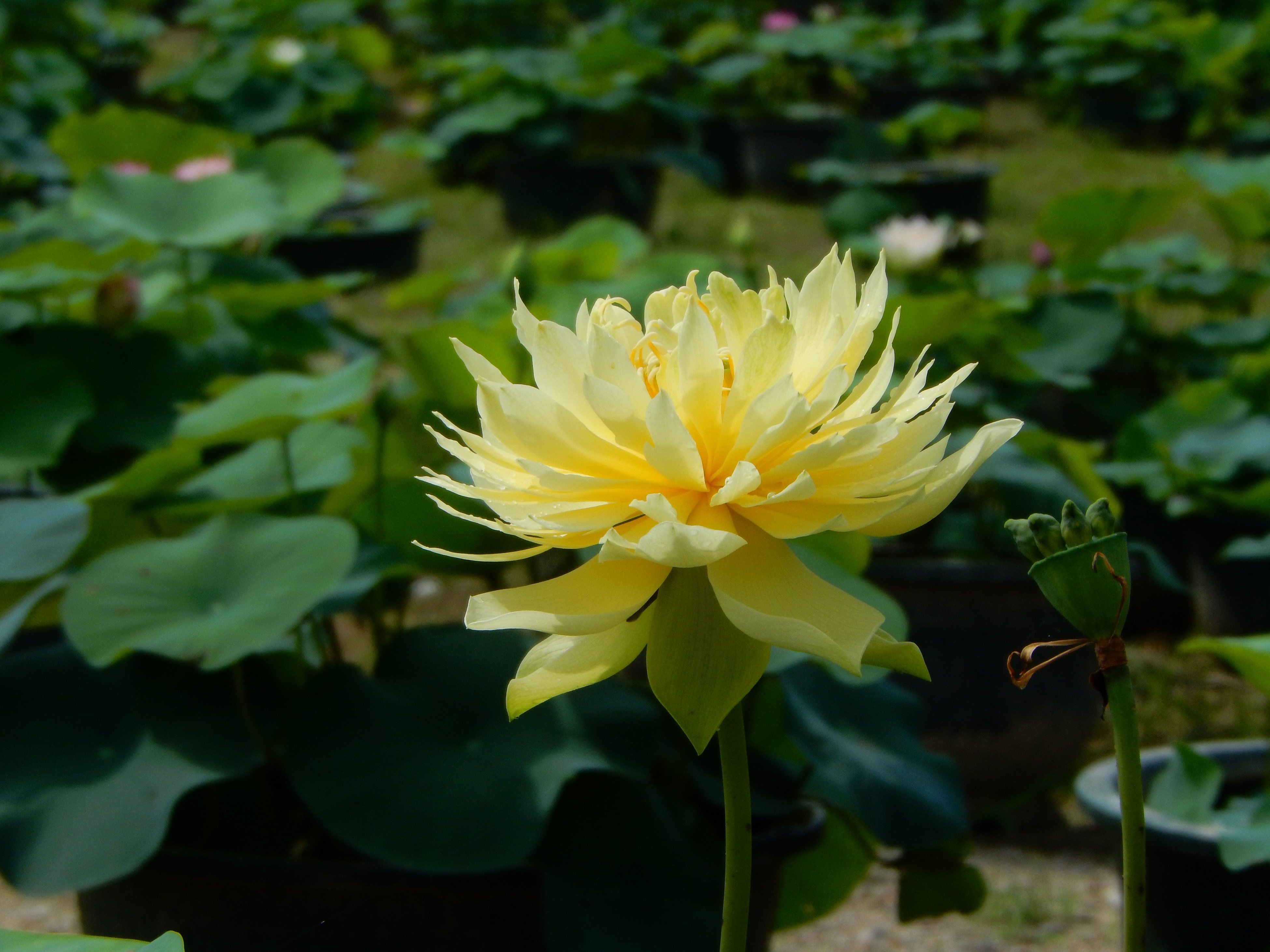 “林亭春靄”在“一片綠色”中格外亮眼。廣州蓮花山旅游區(qū)供圖