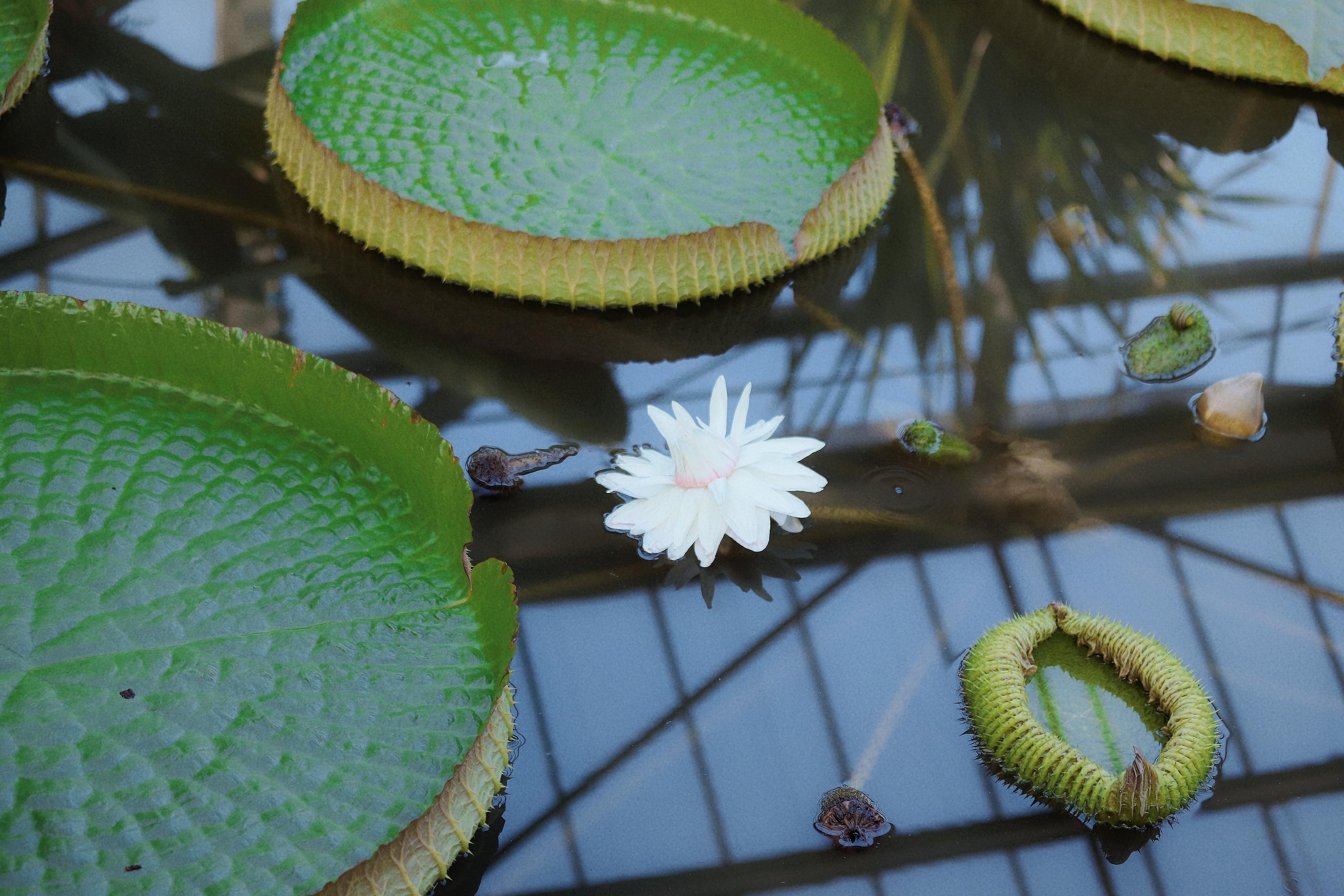 華南國家植物園溫室群景區(qū)內(nèi)的王蓮。人民網(wǎng) 樸馨語攝