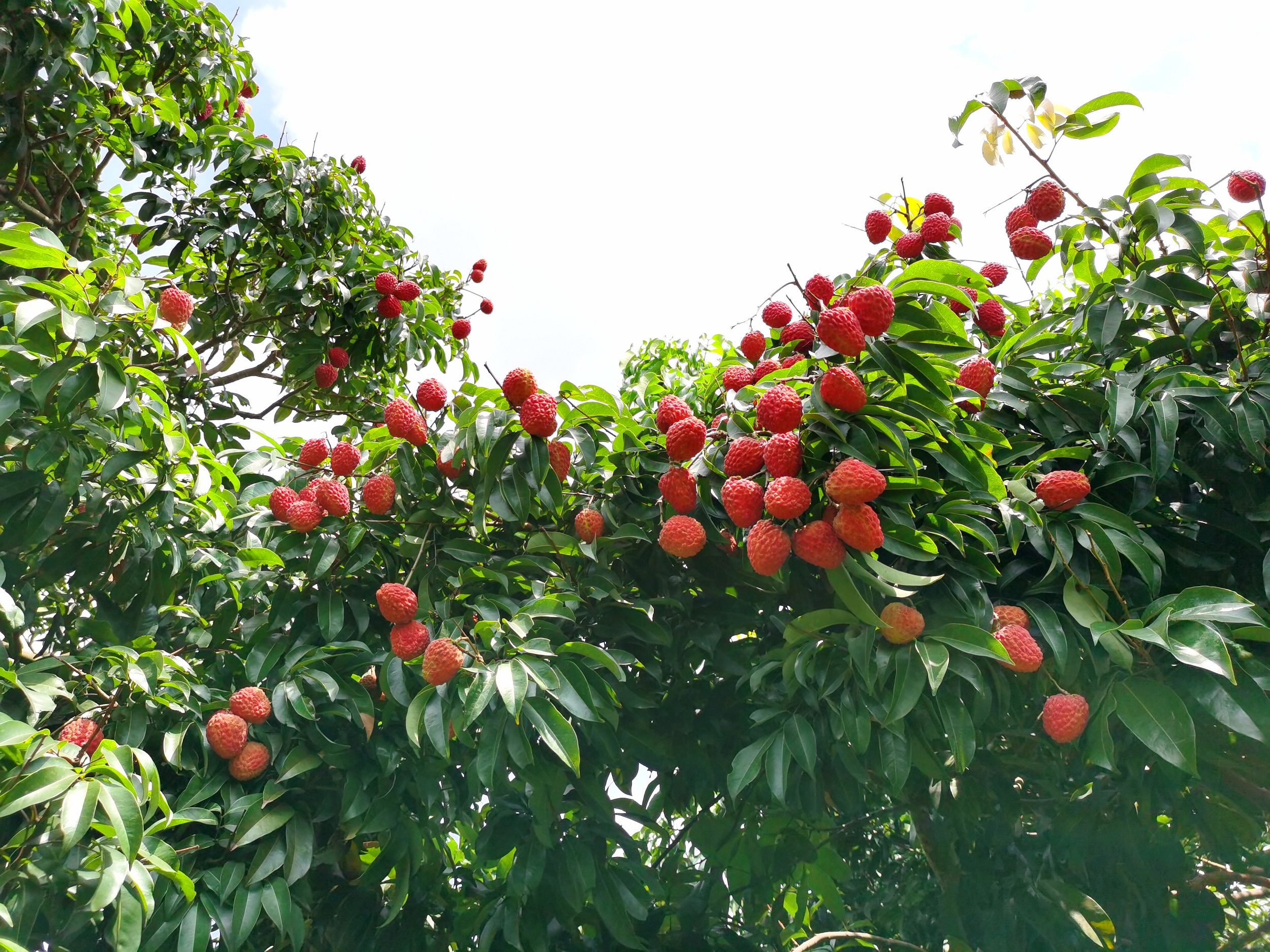 “仙進奉”3月中下旬開花，上市時間為6月中旬至7月中旬。龍永輝 攝