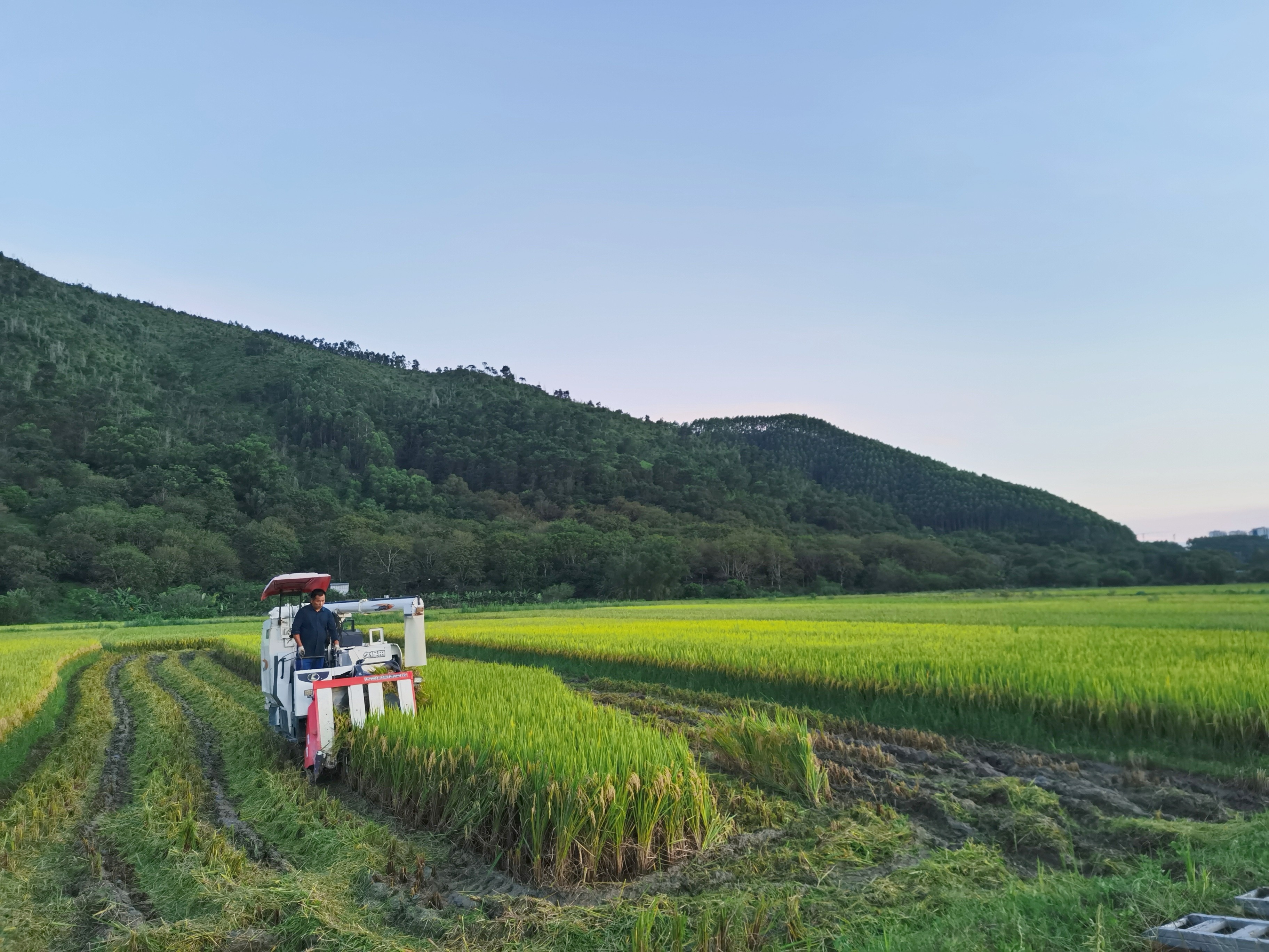 在廣東省潮州市湘橋區(qū)意溪鎮(zhèn)西都村，水稻收割忙。潮州市湘橋區(qū)意溪鎮(zhèn)西都村供圖