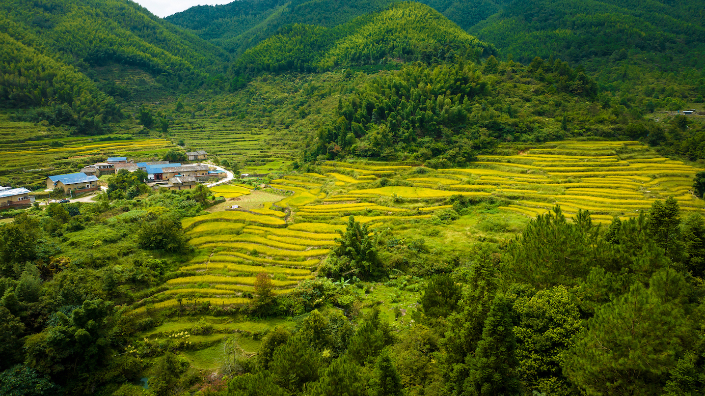 廣東省韶關(guān)市始興縣馬市鎮(zhèn)文路村百畝梯田，稻田縱橫，稻海翻滾。鄭文剛攝