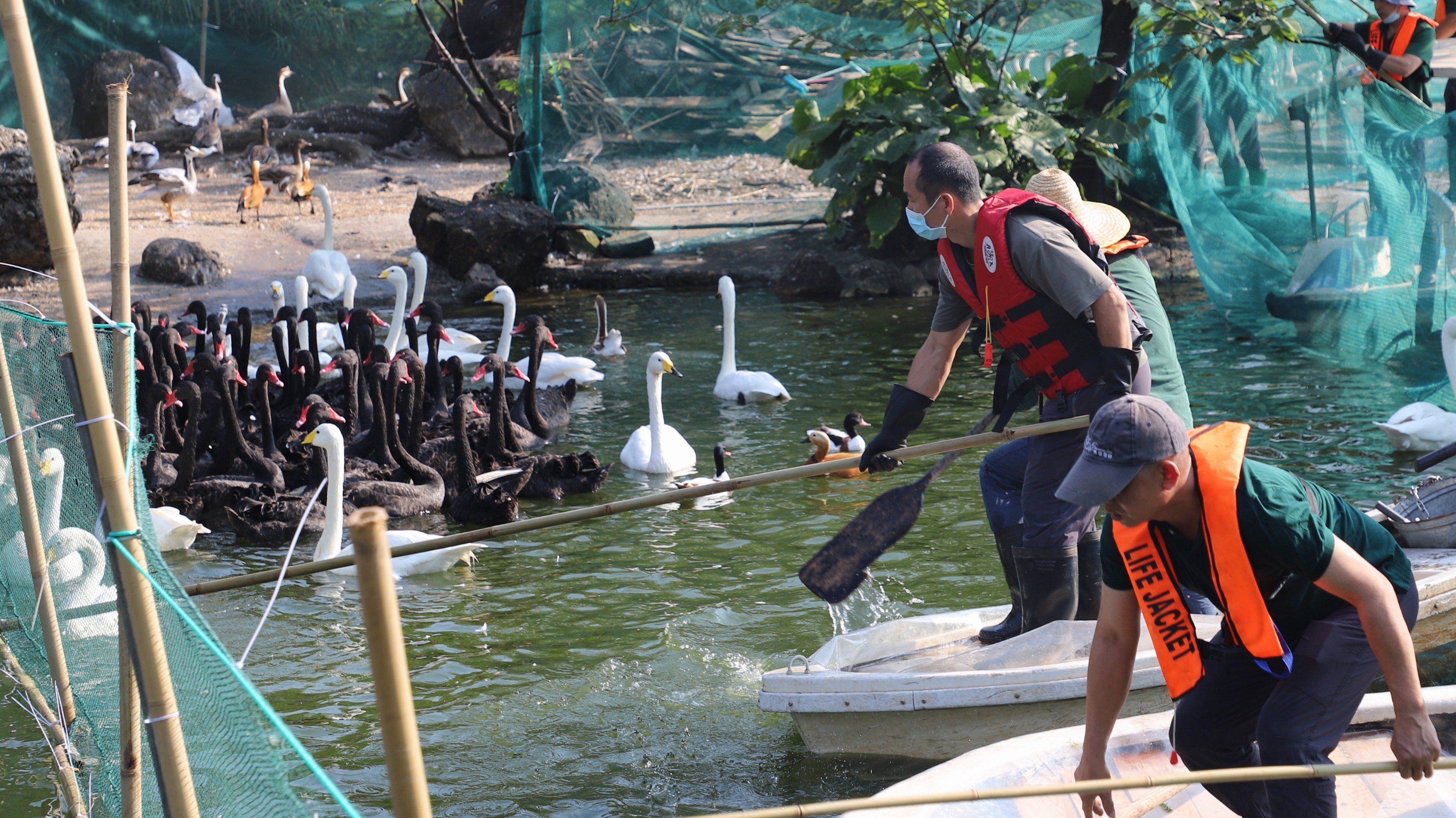 廣州動(dòng)物園工作人員需要將禽鳥(niǎo)們趕上岸，為它們接種疫苗。劉盈華攝