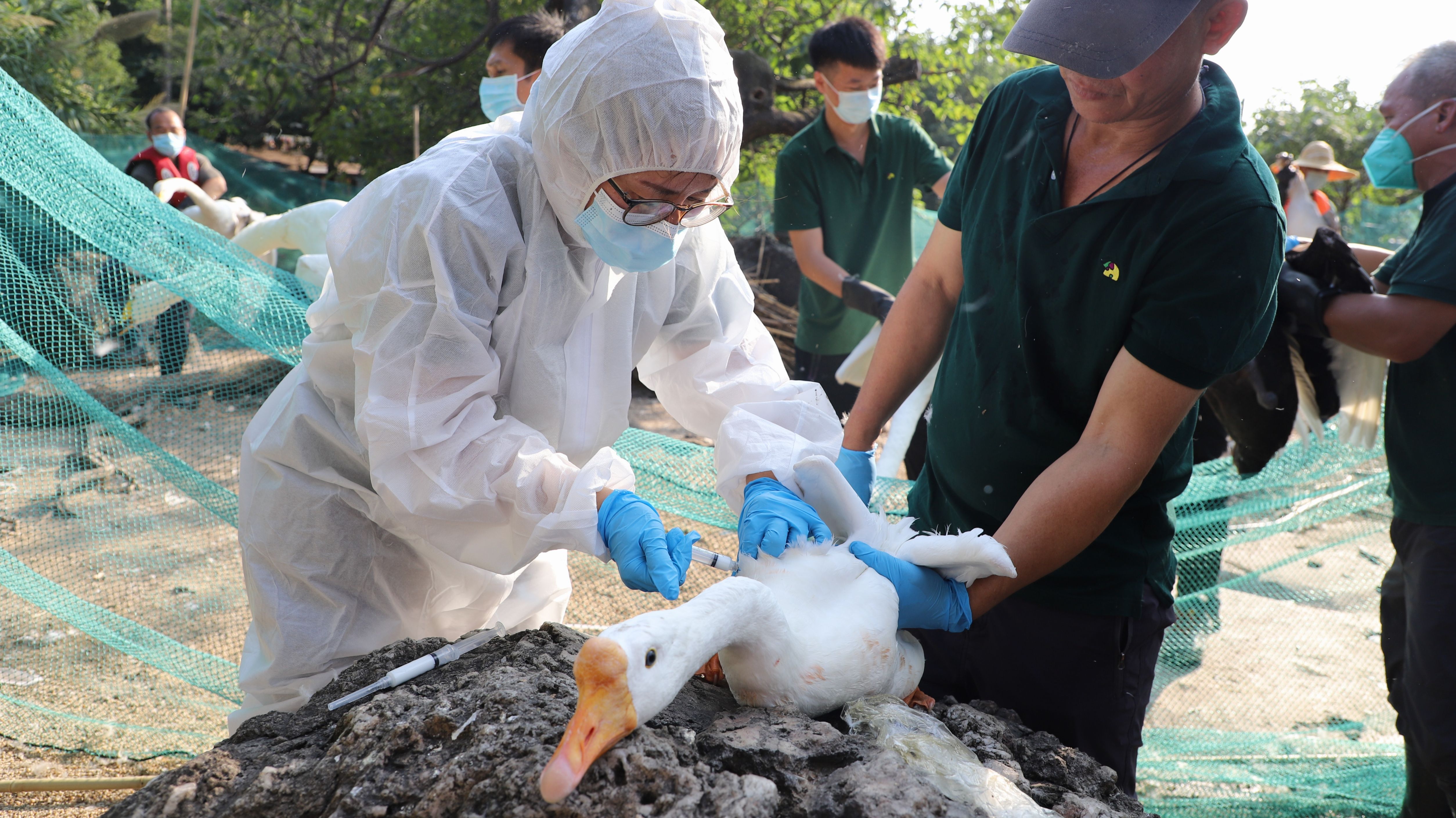 工作人員為禽鳥注射疫苗。劉盈華攝