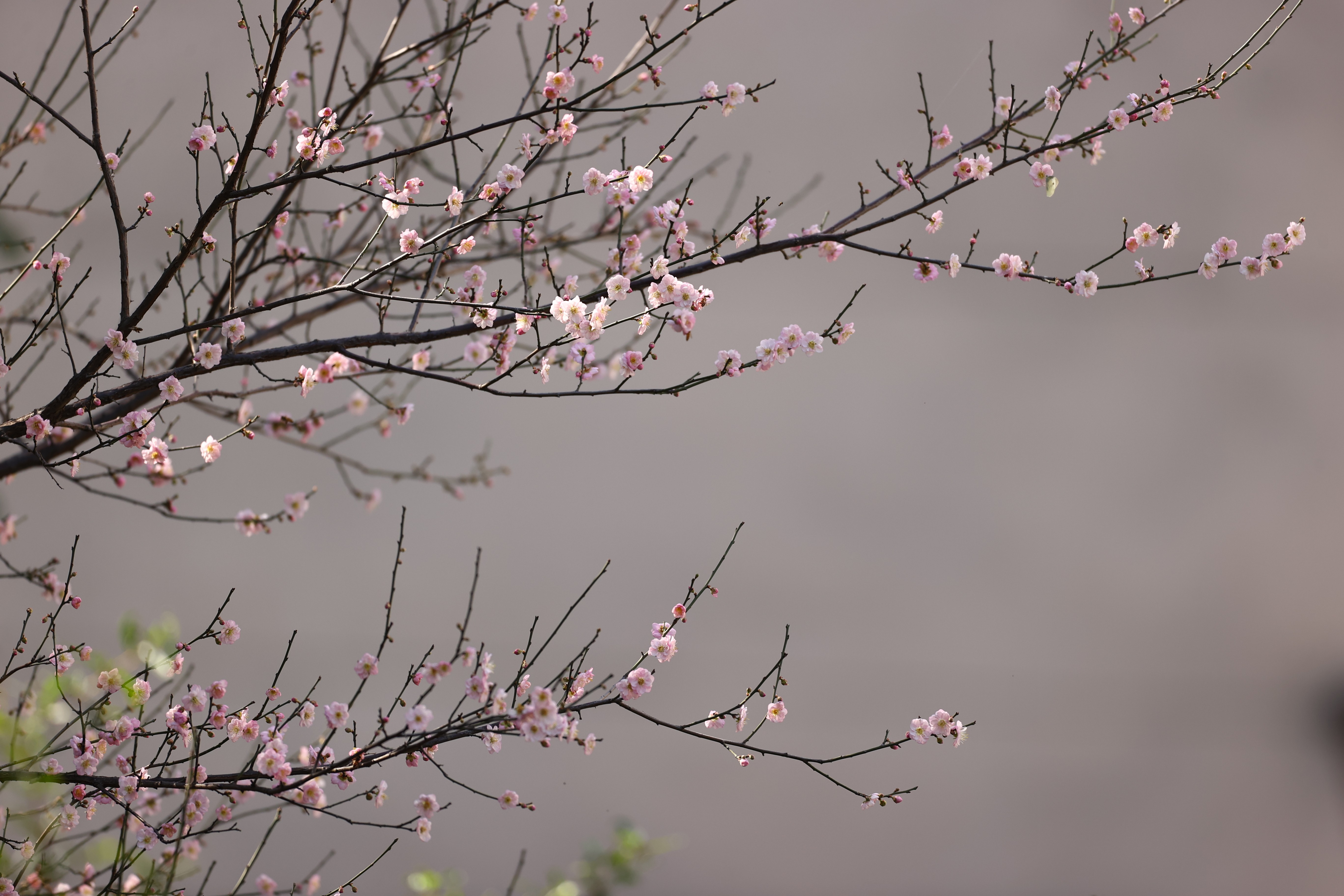 梅花村街道，粉色的梅花開出了一幅“水墨畫”。孫偉生攝