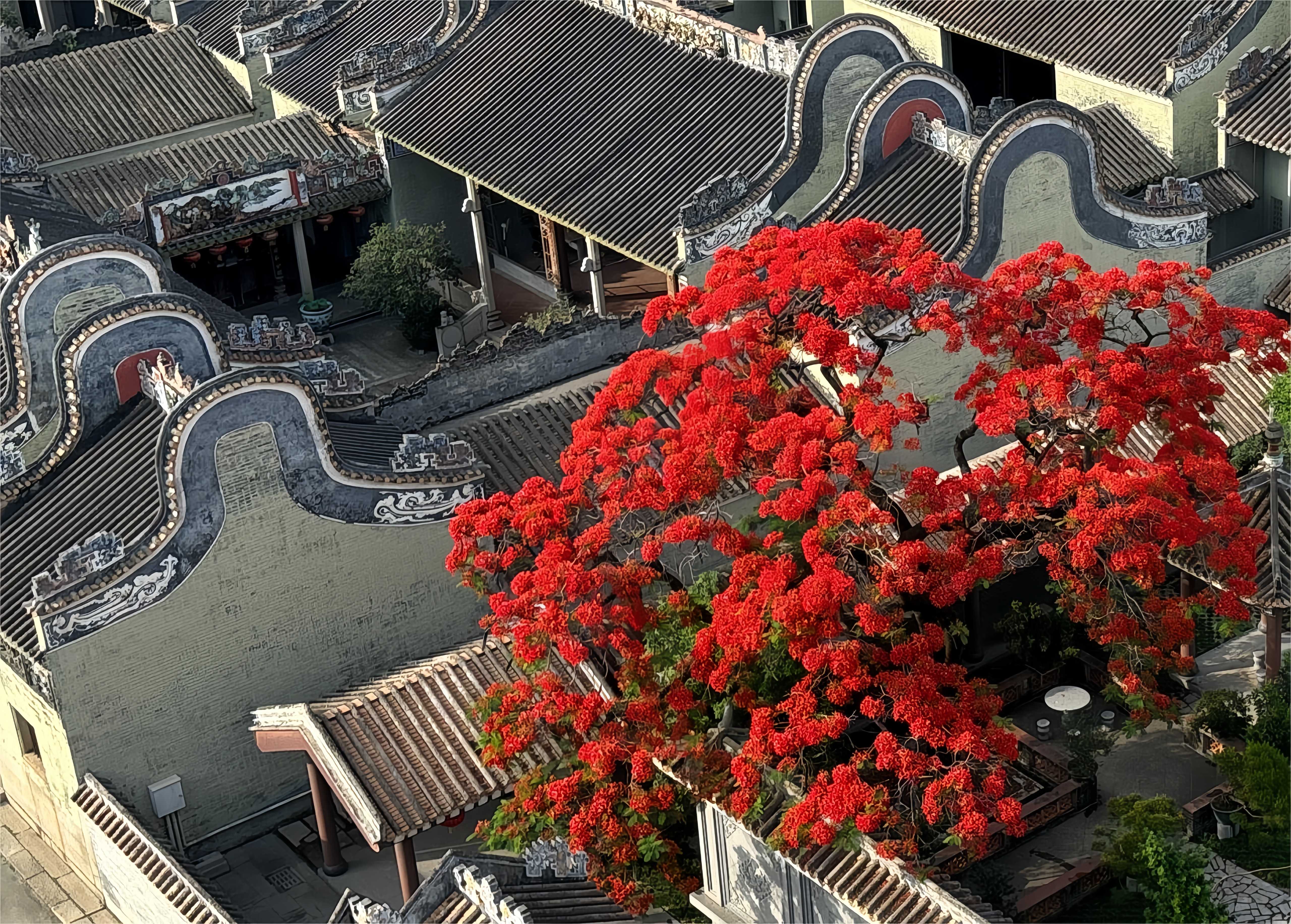 火紅的鳳凰花與青磚鑊耳的嶺南古祠交相輝映。何善福攝