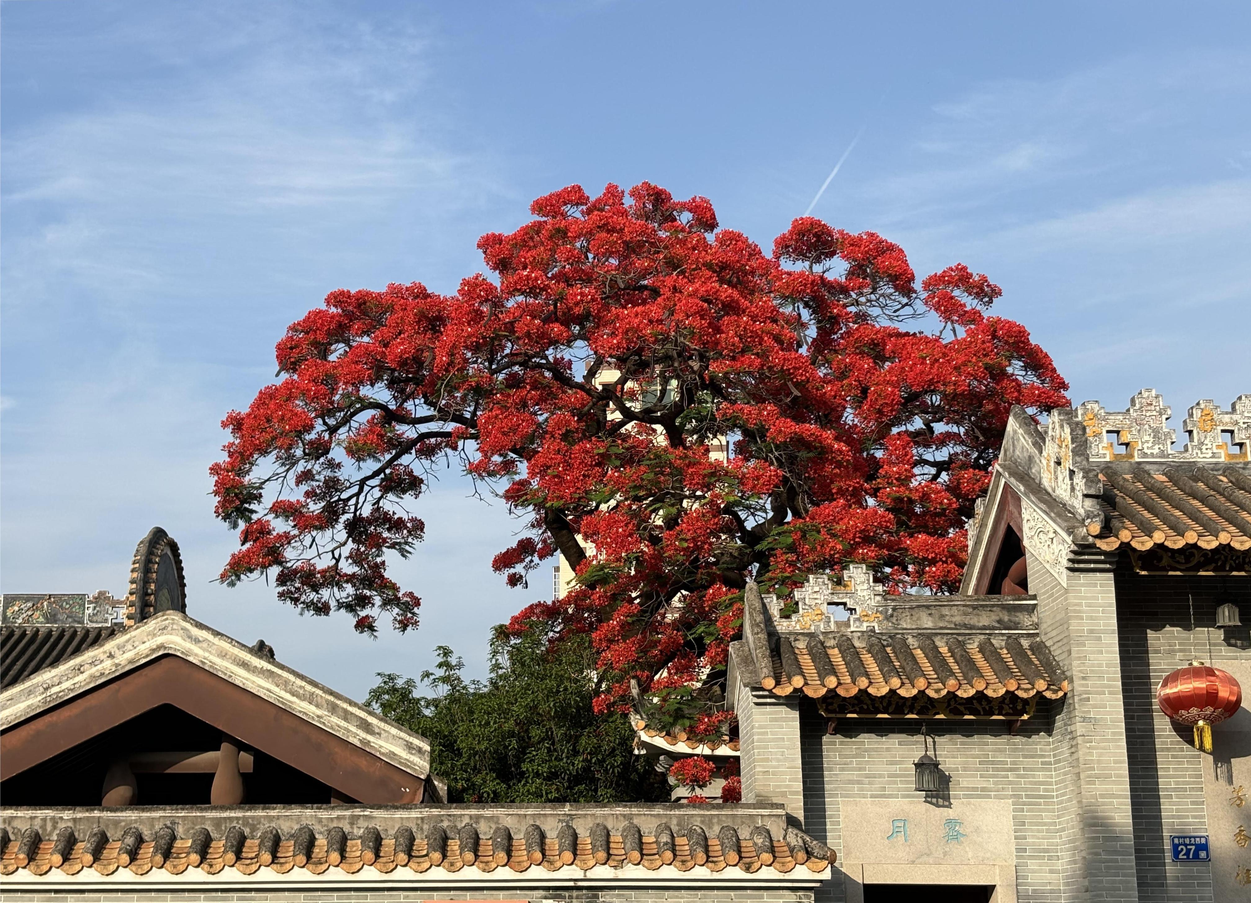 鳳凰花耀眼的紅，在嶺南古建筑中格外搶眼。何善福攝