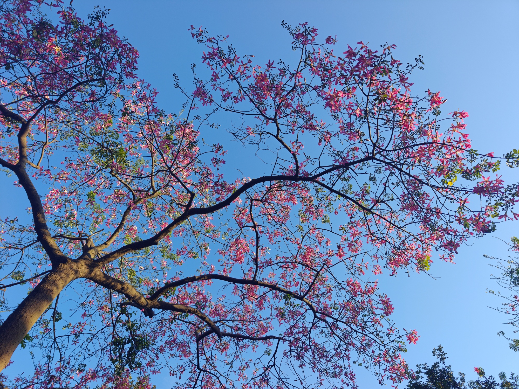 國(guó)慶假期，在廣州市白云山風(fēng)景名勝區(qū)，紫荊花綻放。人民網(wǎng) 王雅蝶攝